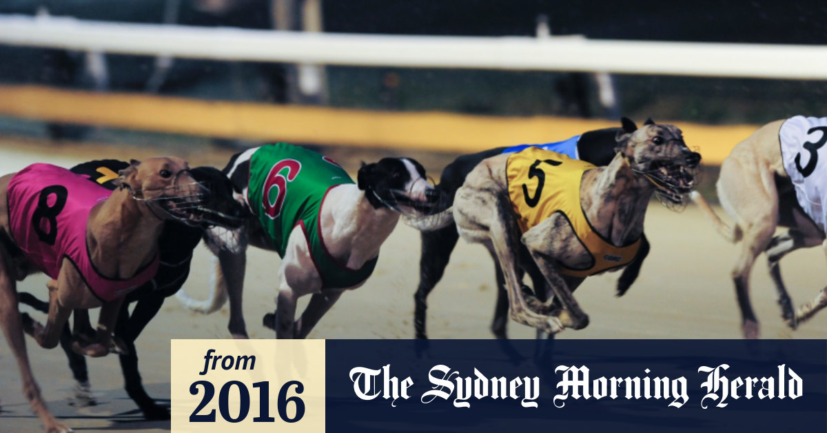 Greyhound training to continue to 2022